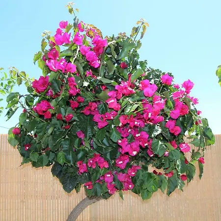 别墅 Viva Tropical Buzanada